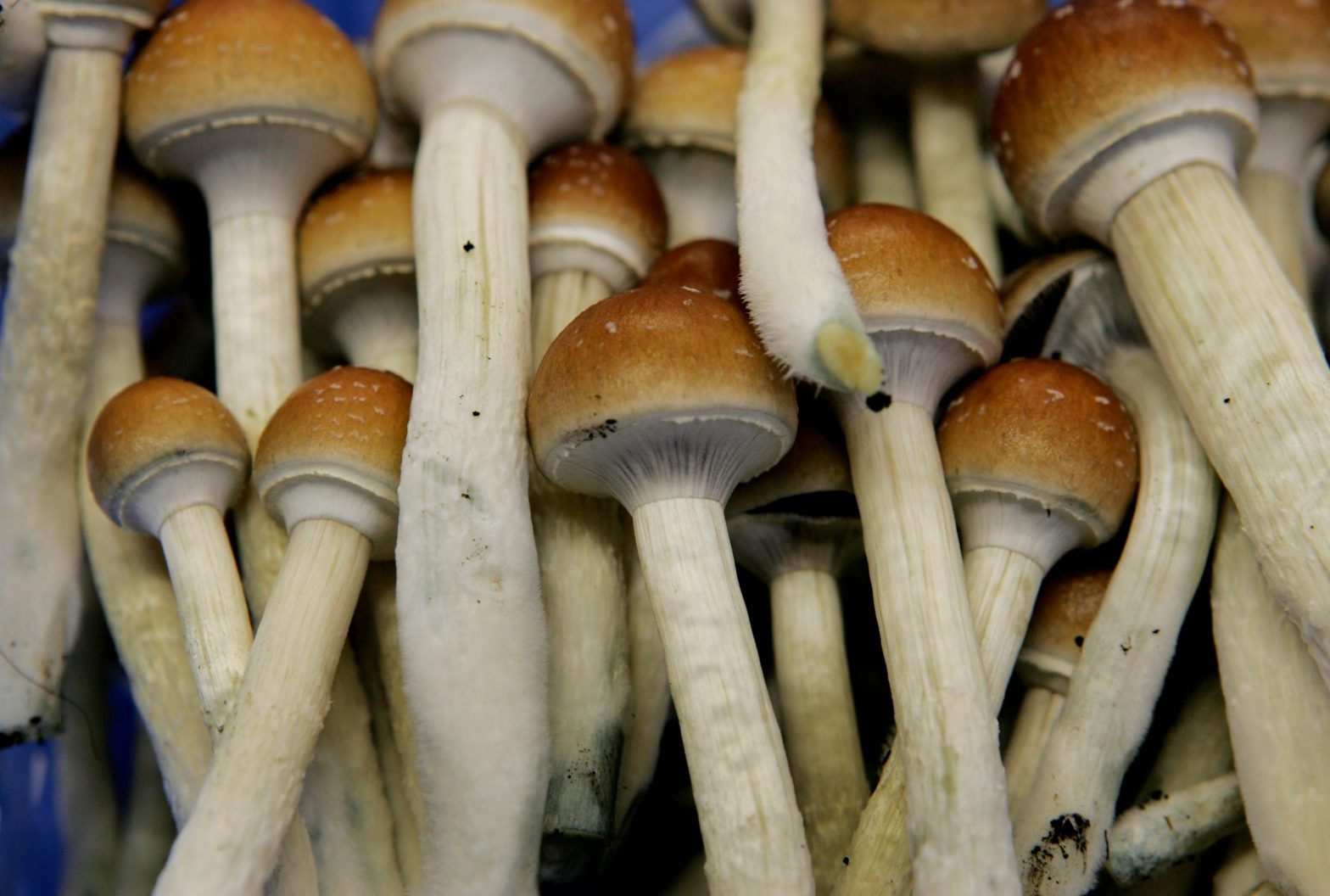 Mind Blowing Facts of Magic Mushrooms